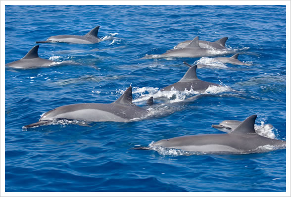 Lanai Dolphin Watch