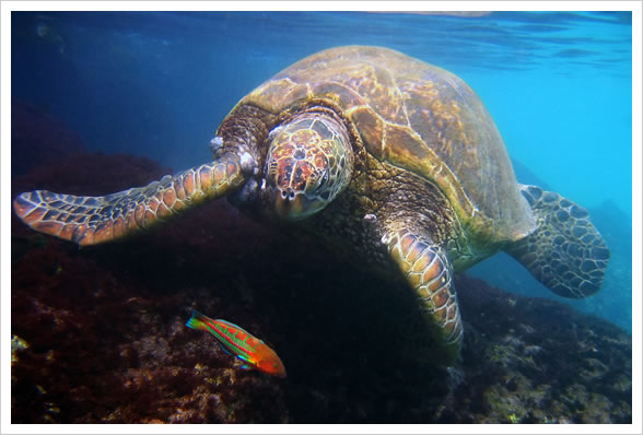 Sea Turtles at Black Rock