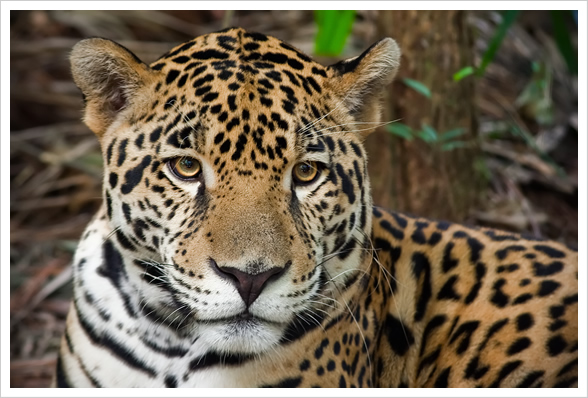 The Belize Zoo