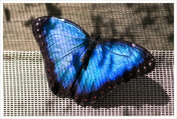 Belizean Butterflies