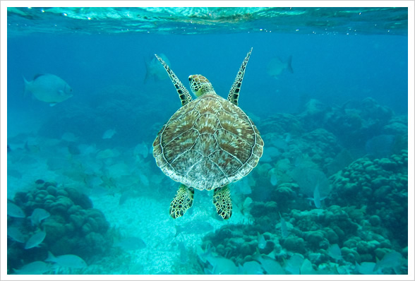 Hol Chan Marine Reserve