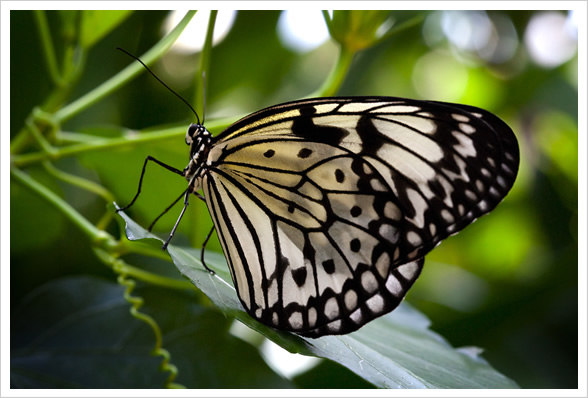Victoria Butterfly Gardens