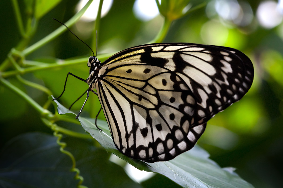 Victoria Butterfly Gardens Photos, Travelogue & Reviews by John & Kristie